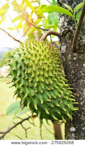 Soursop Or Prickly Custard Apple / Soursop Fruit On The Tree Plant For Treatment Of Carcinoma