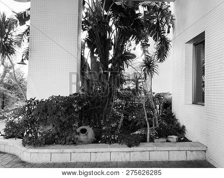Residential Buildings And Surrounded With Green Plants With Ceramic Jug  In  Rishon Le Zion.
