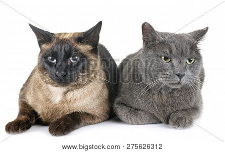 Chartreux Cat And Siamese Cat In Front Of White Background