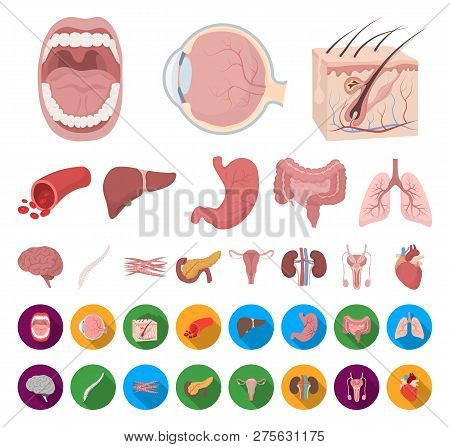 Internal Organs Of A Human Cartoon, Flat Icons In Set Collection For Design. Anatomy And Medicine Ve