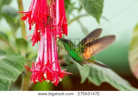 Male Of Band-tailed Barbthroat, Threnetes Ruckeri, Hovering Next To Red Flower In Garden, Bird From 