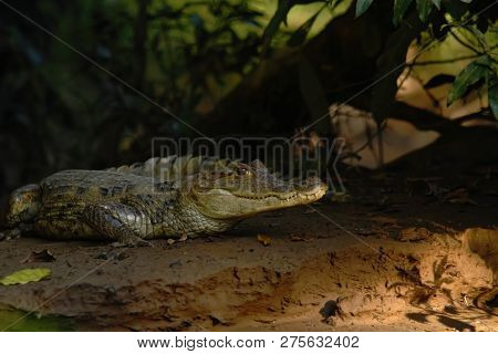 Spectacled Caiman - Caiman Crocodilus Lying On River Bank In Cano Negro, Costa Rica, Big Reptile In 