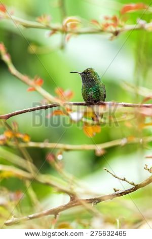 Coppery-headed Emerald Sitting On Branch, Bird From Mountain Tropical Forest, Costa Rica, Bird Perch