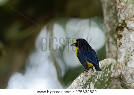 Yellow-throated Euphonia Sitting On Tree In Tropical Mountain Rain Forest In Costa Rica, Clear And G