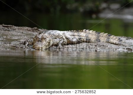 Spectacled Caiman - Caiman Crocodilus Lying On River Bank In Cano Negro, Costa Rica, Big Reptile In 