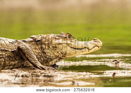 Spectacled Caiman - Caiman Crocodilus Lying On River Bank In Cano Negro, Costa Rica, Big Reptile In 