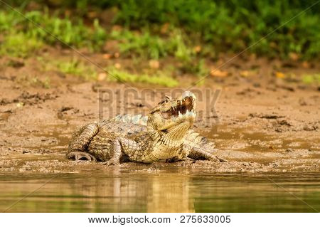 Spectacled Caiman - Caiman Crocodilus Lying On River Bank In Cano Negro, Costa Rica, Big Reptile In 