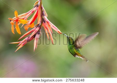 Coppery-headed Emerald, Elvira Cupreiceps, Hovering Next To Orange Flower, Bird From Mountain Tropic
