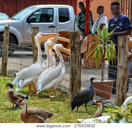 Pelicans Wait For Fish From Resort Worker. White American Pelican Is A Large Water Bird With A Long 