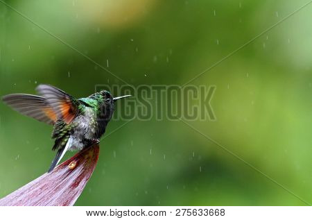 Black-bellied Hummingbird, Eupherusa Nigriventris From Costa Rica, Watterfalls Garden La Paz, Hummin