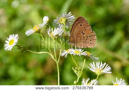 Common Ringlet Butterfly (aphantopus Hyperantus) On Chamomile Flower. Big Dotted Butterfly On Wildfl