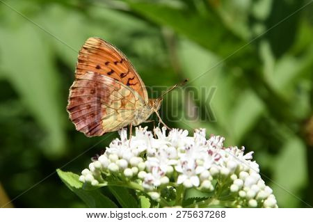 Brenthis Daphne, Marbled Fritillary Butterfly Collecting Nectar On Wild Flowers.  Butterfly On A Sam