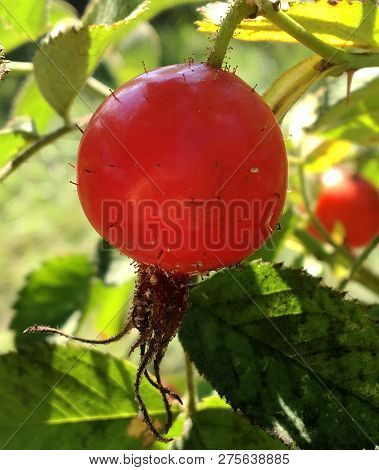 Sweet Red Berry Briar Growing On Bush With Leaves Green, Natural Plant Product Hanging On Branch. Br