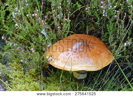 Slippery Jack Mushroom - Suillus Luteus 
Caledonian Pine Forest
