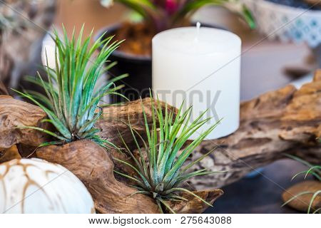 Small Garden With Miniature Cactuse Succulent On Wooden Snag With White Candle