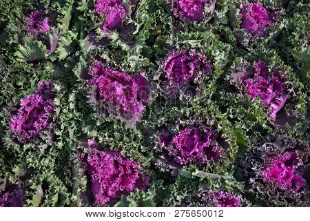 Garden with Brassica oleracea acephala plants full frame