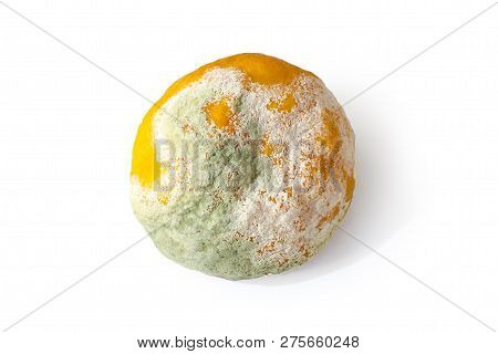 Rotten Citrus. Penicillium Mold On A Mandarin Fruit. Microscopic Fungi Producing Penicillin Antibiot