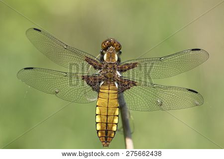 Abstract Macro Photo Of A Dragon Fly (platbuik Libelle)