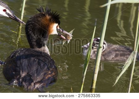 Father Grebe Has Just Caught A Fish For The Little Grebe Birds
