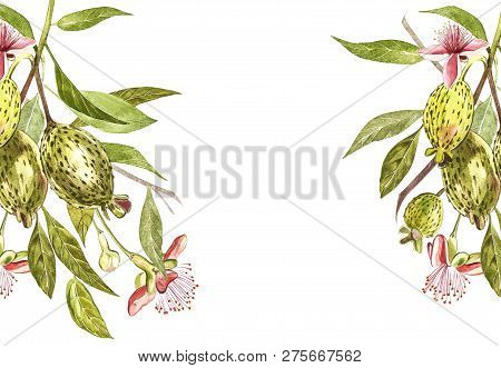 Watercolor Illustration Feijoa Plant. Hand Drawn Watercolor Painting On White Background. Watercolor