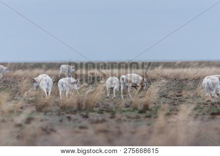 Saiga Herd During The Rut. Saiga Tatarica Is Listed In The Red Book, Chyornye Zemli (black Lands) Na