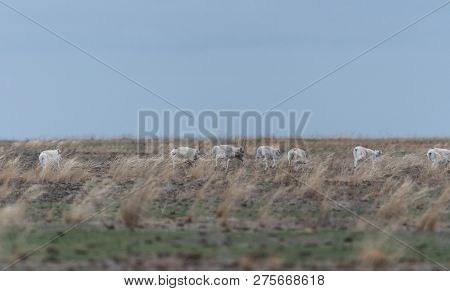 Saiga Herd During The Rut. Saiga Tatarica Is Listed In The Red Book, Chyornye Zemli (black Lands) Na