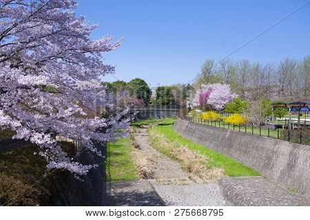 Spring Season In The Park With Bluw Sky And Tons Of Cherry Blossom In Tokyo, Japan.