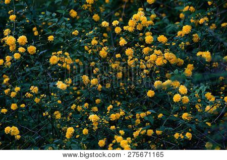 Japanese Rose, Kerria Japonica Blossoms In A Spring Garden. Yellow And Green Colors Natural Backgrou