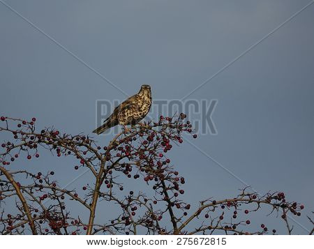 Mistle Thrush (turdus Viscivorus) Perched On Top Of Hawthorn During Winter