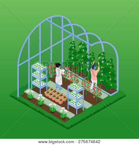 Greenhouse Isometric Composition With People Working In Glasshouse Harvesting Ripe Vegetables Planti