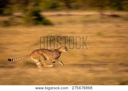 Slow Pan Of Cheetah Sprinting Through Grass