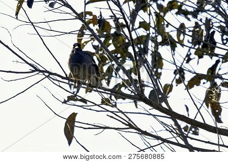 Yellow-billed Blue Magpie Or Gold-billed Magpie (urocissa Flavirostris) In Jim Corbett National Park