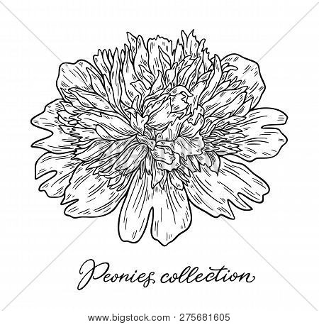 Peony Flower Hand Drawn In Lines. Black And White Graphic Doodle Sketch Floral Vector Illustration. 