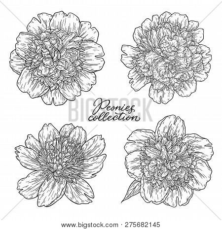 Peony Flowers Set Hand Drawn In Lines. Black And White Graphic Doodle Sketch Floral Vector Illustrat