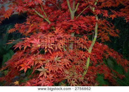 Acero giapponese rosso