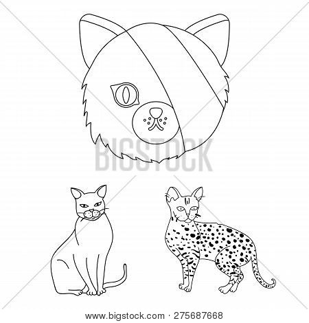 Vector Design Of Pet And Sphynx Icon. Set Of Pet And Fun Stock Vector Illustration.