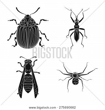 Vector Illustration Of Insect And Fly Icon. Collection Of Insect And Element Vector Icon For Stock.