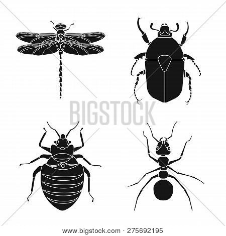 Isolated Object Of Insect And Fly Sign. Set Of Insect And Element Stock Symbol For Web.