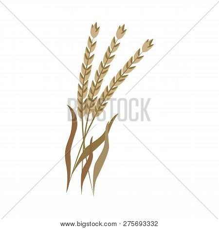Ripe Dry Ears Of Spelt On Stem In Flat Style.