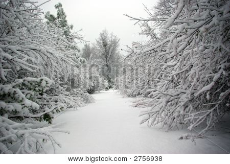Neve fresca intatta