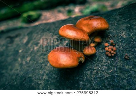 Mushroom On Tree Trunk, Macro Close Up, Selective Focus, Orange Teal Look, Trunk Covered In Moss And