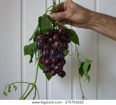 Bunches Of Fresh Ripe Red Grapes On A Wooden Background. Ancient Grapes. Red Wine Grapes. Dark Grape
