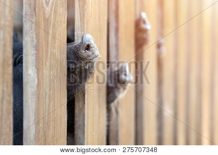 Lot Of Funny Pig Noses Peeking Through Wooden Fence At Farm. Piglets Sticking Snouts . Intuition Or 