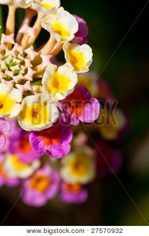 Rosa e giallo Lantana Camara fiore Exteme Close Up