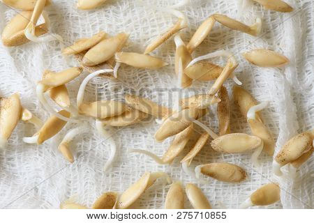 Sprouted Seeds Of Cucumbers On White Gauze Fabric Close-up