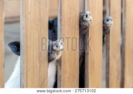 Lot Of Funny Pig Noses Peeking Through Wooden Fence At Farm. Piglets Sticking Snouts . Intuition Or 