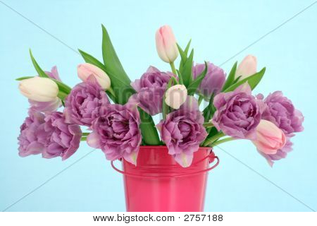 Tulipes