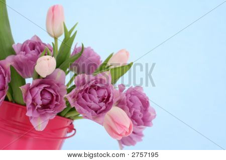 Tulipes