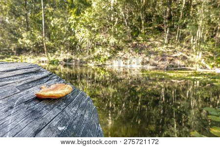 A Single Orange/yellow Lichen Growing At The End Of A Decaying Log. Lichens Consist Of A Symbiotic C