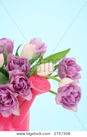 Tulipes